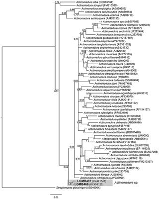 Antibacterial Activity of Endophytic Actinomycetes Isolated from the Medicinal Plant Vochysia divergens (Pantanal, Brazil)